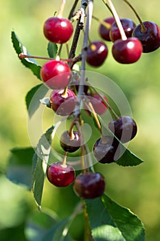 Fresh and healthy cherries on a tree