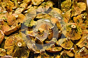 Fresh and healthy edible mushrooms Lactarius deliciosus for sale at a market