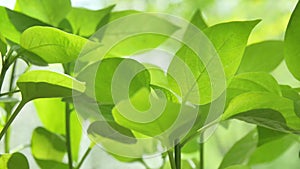 Fresh healthy green bio background with abstract blurred foliage and bright summer sunlight