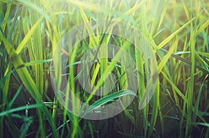 Fresh healthy green bio grass background with abstract blurred foliage, bright summer sunlight. Copyspace for your text