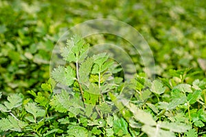 Fresh and healthy green coriander leaves farm