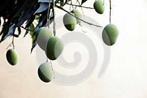 Fresh and healthy green Mango fruits on a mango tree
