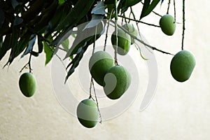 Fresh and healthy green Mango fruits on a mango tree