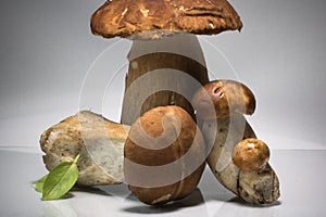 Fresh healthy happy family of mushrooms cep porcini boletus edulis with basil herb