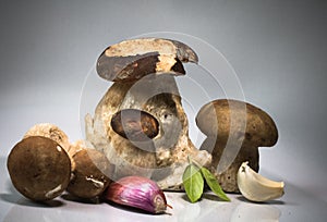 Fresh healthy happy family of mushrooms cep porcini boletus edulis with basil herb and garlic