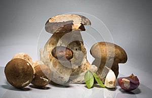 Fresh healthy happy family of mushrooms cep porcini boletus edulis with basil herb and garlic