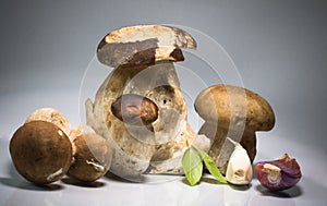 Fresh healthy happy family of mushrooms cep porcini boletus edulis with basil herb and garlic