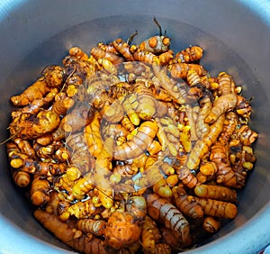 Fresh and healthy harvested organic yellow color Turmeric roots in bucket