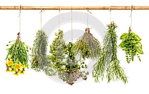 Fresh healthy herbs hanging isolated on white background