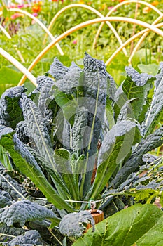 Fresh healthy kale