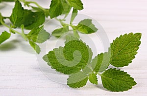 Fresh healthy lemon balm on white wooden table, herbalism photo