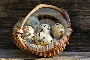 Fresh, healthy quail eggs in the cornucopia.