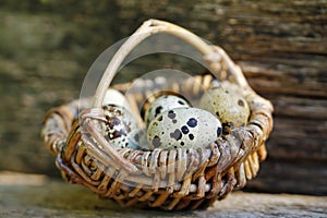 Fresh, healthy quail eggs in the cornucopia.