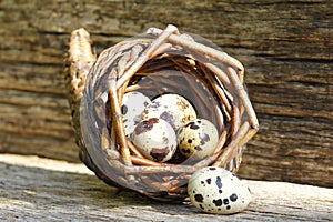 Fresh, healthy quail eggs in the cornucopia.