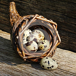 Fresh, healthy quail eggs in the cornucopia.