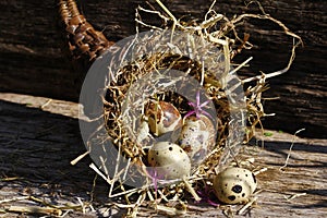 Fresh, healthy quail eggs in the cornucopia.