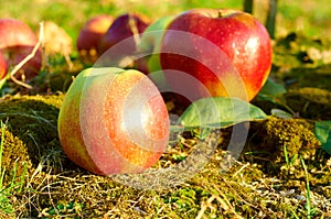 Fresh healthy red apples on a grass in orchard. Agriculture in autumn.