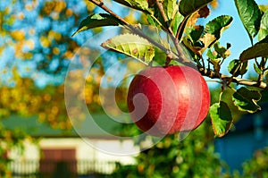 Fresh healthy red apples on a tree in orchard. Agriculture in autumn.