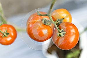 Fresh healthy tomato in the garden