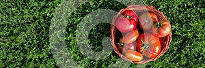 Fresh healthy tomatoes being stocked in basket.