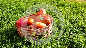 Fresh healthy tomatoes being stocked in basket.