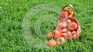 Fresh healthy tomatoes being stocked in basket.