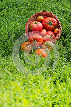 Fresh healthy tomatoes being stocked in basket.