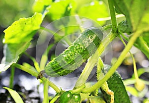 Fresh healthy vegetable green cucumber grown in the garden the g