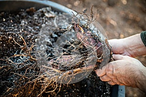 Fresh healthy yacon tubers or roots are harvested