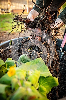 Fresh healthy yacon tubers or roots are harvested