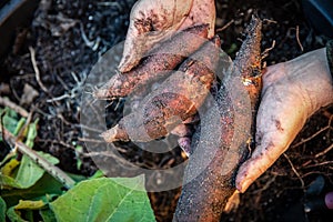 Fresh healthy yacon tubers or roots are harvested