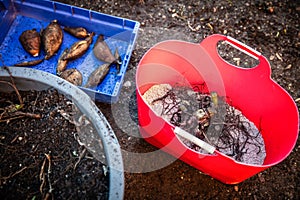 Fresh healthy yacon tubers or roots are harvested