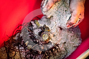 Fresh healthy yacon tubers or roots are harvested