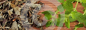 Fresh and heap of dried lemon balm on wooden table, herbalism