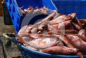 Fresh heap of fish
