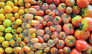 Fresh heirloom tomatoes background, organic produce at a Farmer`s market. Tomatoes rainbow