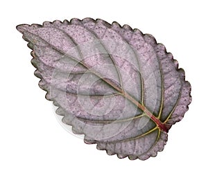 Fresh Hemigraphis alternata leaf