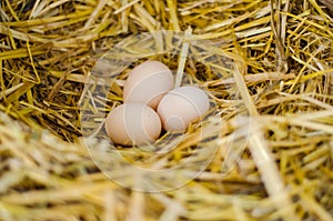 Fresh hen eggs