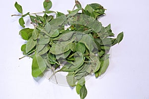 Fresh henna green leaf  Lawsonia inermis  isolated on white background