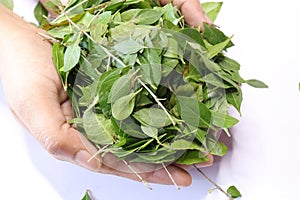 Fresh henna green leaf  Lawsonia inermis  isolated on white background