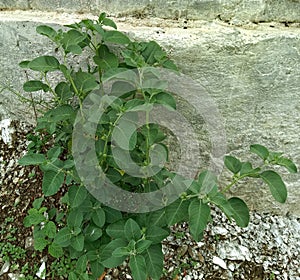 Fresh herb ashwagandha plant  or Withania somnifera