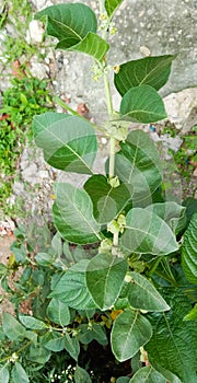 Fresh herb ashwagandha plant  or Withania somnifera