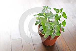 Fresh herb catnip in a flowerpot