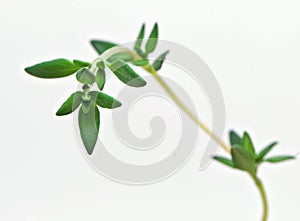 Fresh herb: French thyme