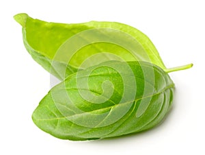 Fresh herb, fresh basil leaves isolated on white