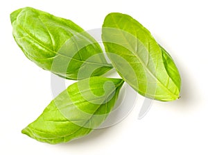 Fresh herb, fresh basil leaves isolated on white