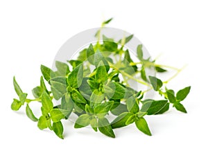 Fresh herb, fresh thyme isolated on white