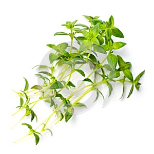 Fresh herb, fresh thyme isolated on white, top view