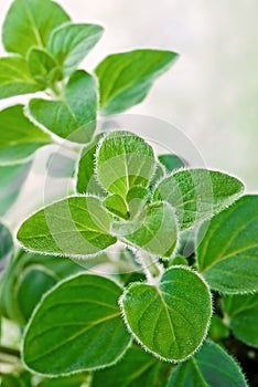 Fresh herb: Greek oregano photo