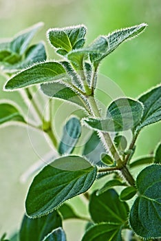 Fresh herb - Greek oregano 2